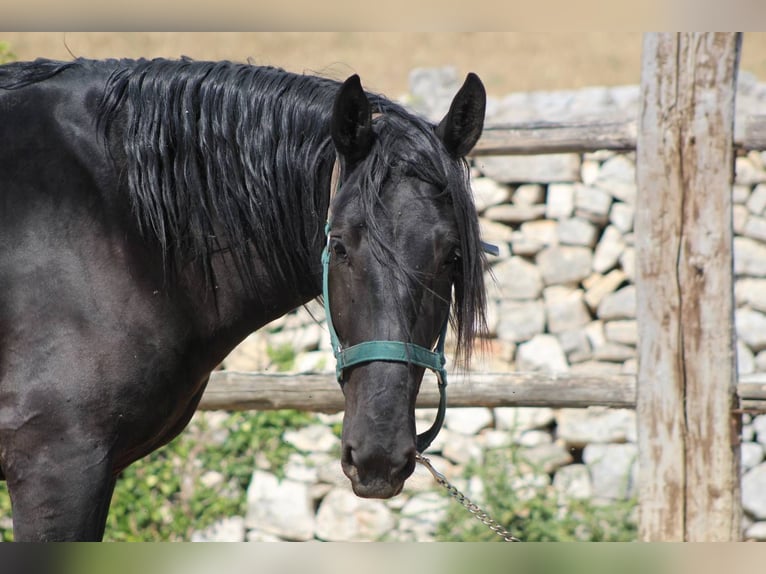 Murgese Castrone 3 Anni 160 cm Morello in Martina Franca