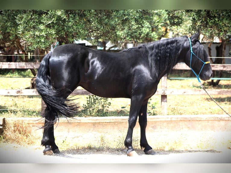 Murgese Castrone 3 Anni 162 cm Morello in Offenburg