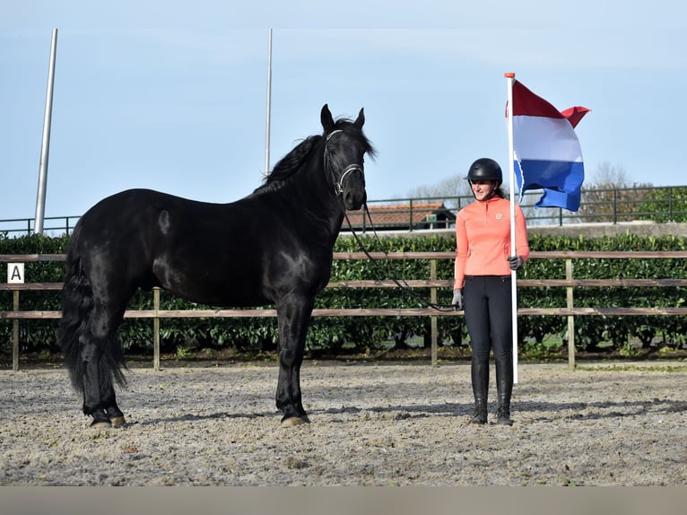 Murgese Castrone 3 Anni 163 cm Morello in Montfoort