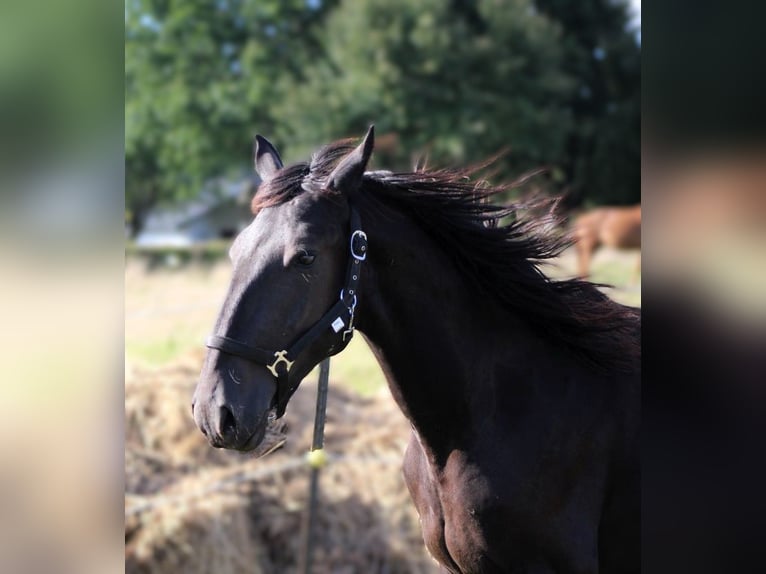 Murgese Castrone 3 Anni 163 cm Morello in Wahlenau