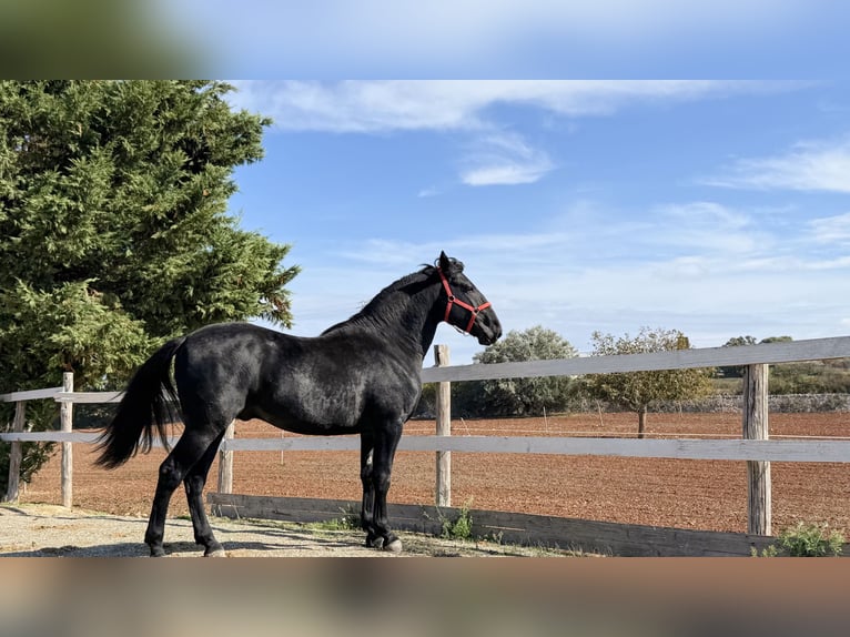 Murgese Castrone 3 Anni 164 cm Morello in Einbeck