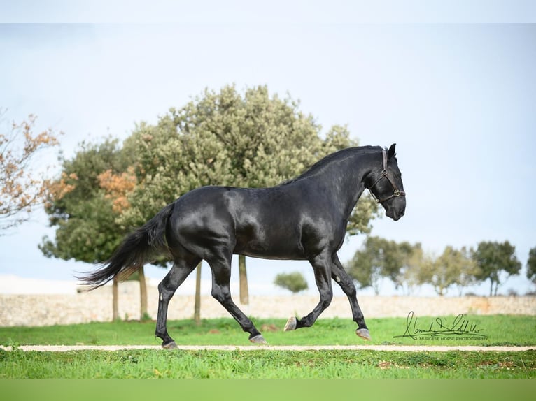 Murgese Castrone 3 Anni 164 cm Morello in Martina Franca