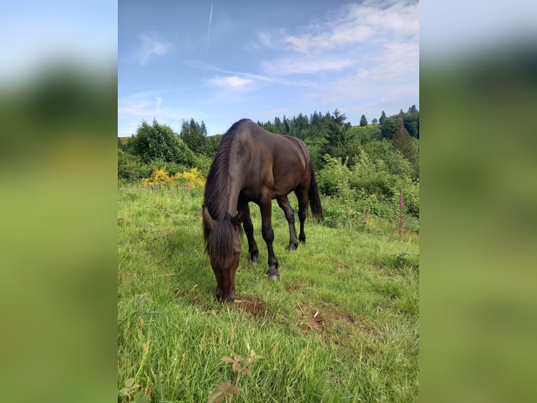 Murgese Castrone 4 Anni 155 cm Morello in Freiburg im Breisgau