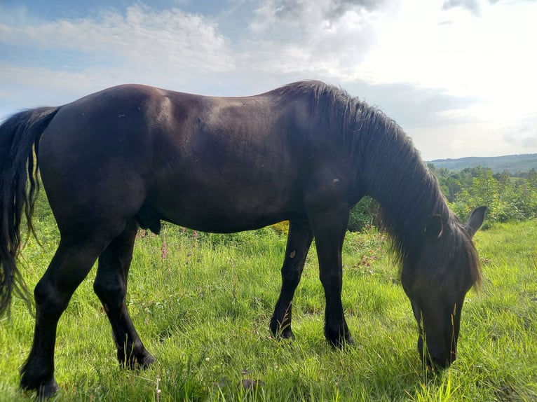 Murgese Castrone 4 Anni 155 cm Morello in Freiburg im Breisgau