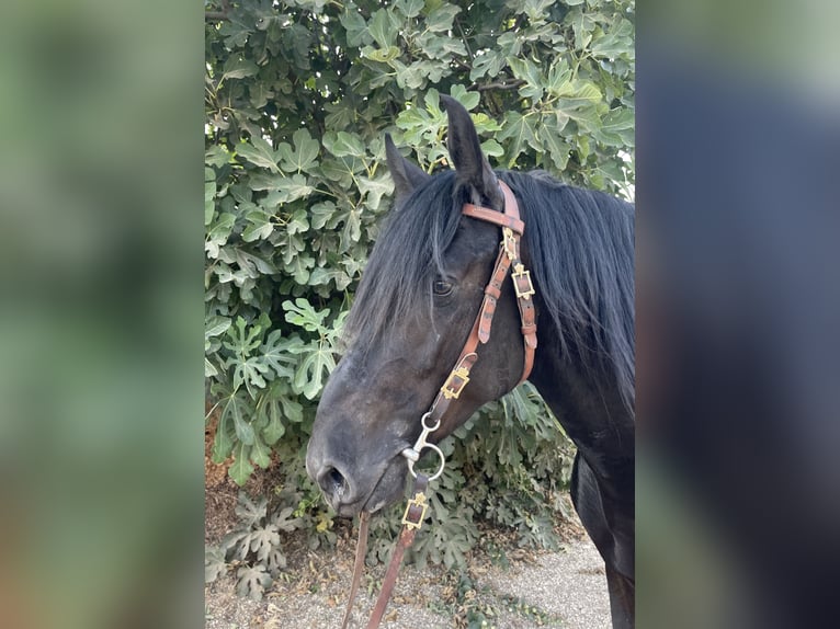 Murgese Castrone 4 Anni 157 cm Morello in Martina Franca