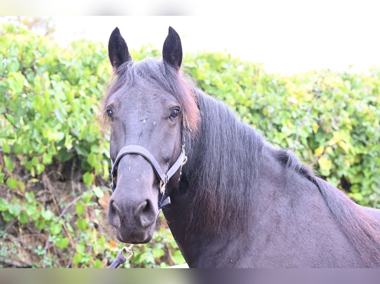 Murgese Castrone 4 Anni 157 cm Morello in Martina Franca