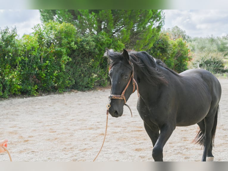 Murgese Castrone 4 Anni 157 cm Morello in Martina Franca