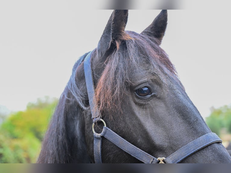 Murgese Castrone 4 Anni 157 cm Morello in Martina Franca