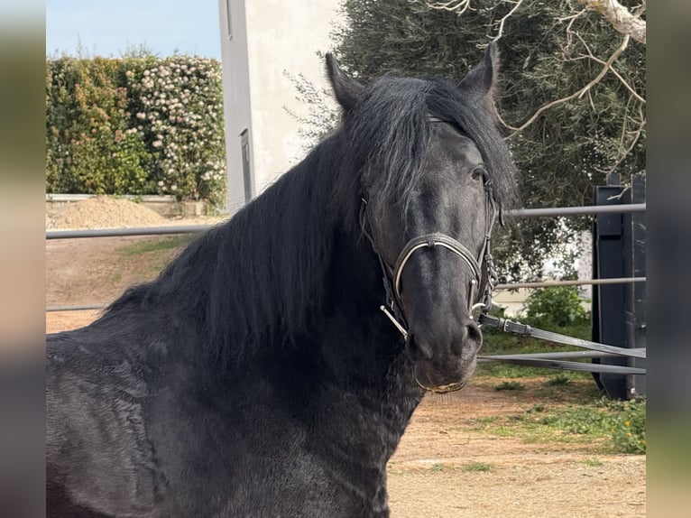 Murgese Castrone 4 Anni 159 cm Morello in Martina Franca