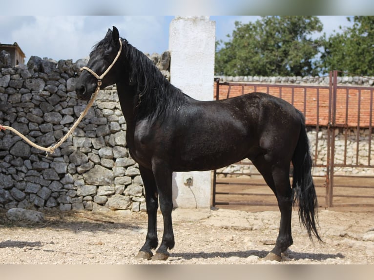 Murgese Castrone 4 Anni 160 cm Morello in Einbeck