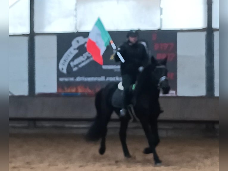 Murgese Castrone 4 Anni 162 cm Morello in Alzenau in Unterfranken