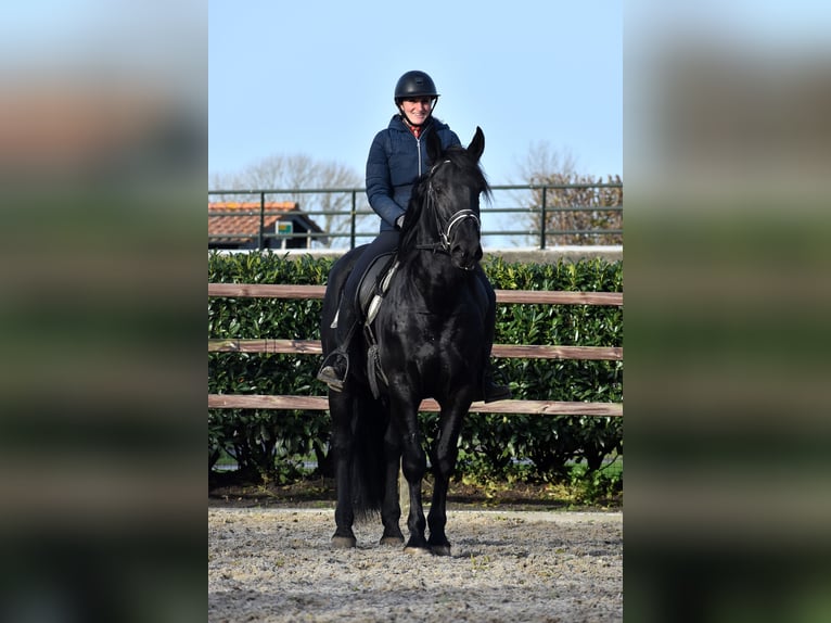 Murgese Castrone 4 Anni 163 cm Morello in Montfoort