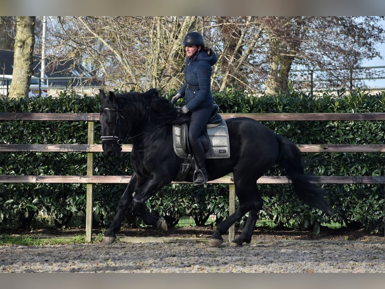 Murgese Castrone 4 Anni 163 cm Morello in Montfoort