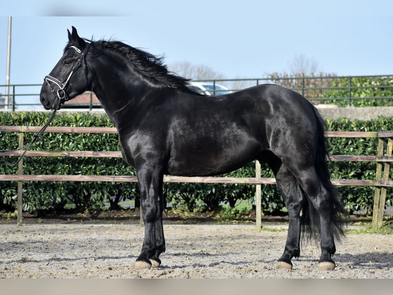 Murgese Castrone 4 Anni 163 cm Morello in Montfoort