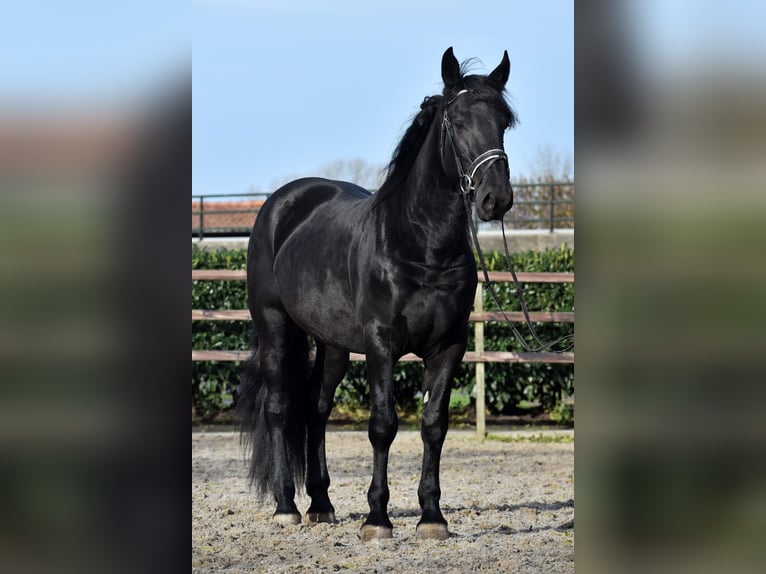 Murgese Castrone 4 Anni 163 cm Morello in Montfoort