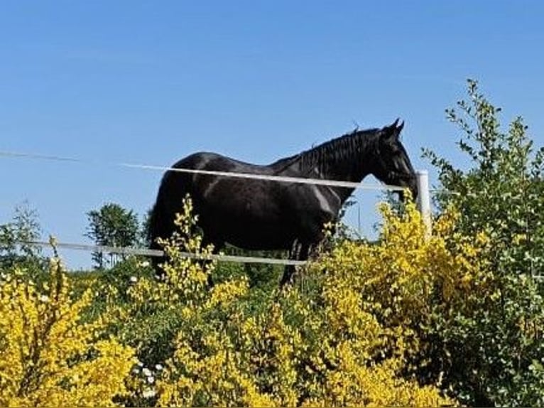 Murgese Castrone 4 Anni 163 cm Morello in Lindlar