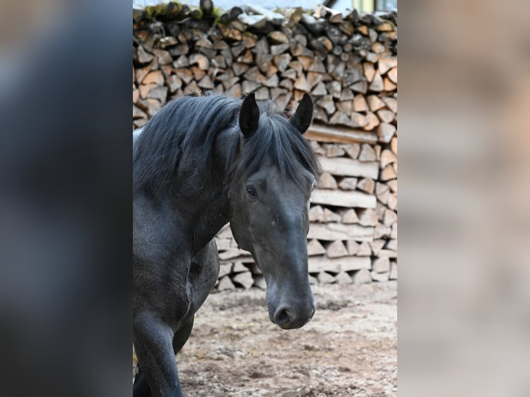 Murgese Castrone 5 Anni 157 cm Roano blu in Martina Franca
