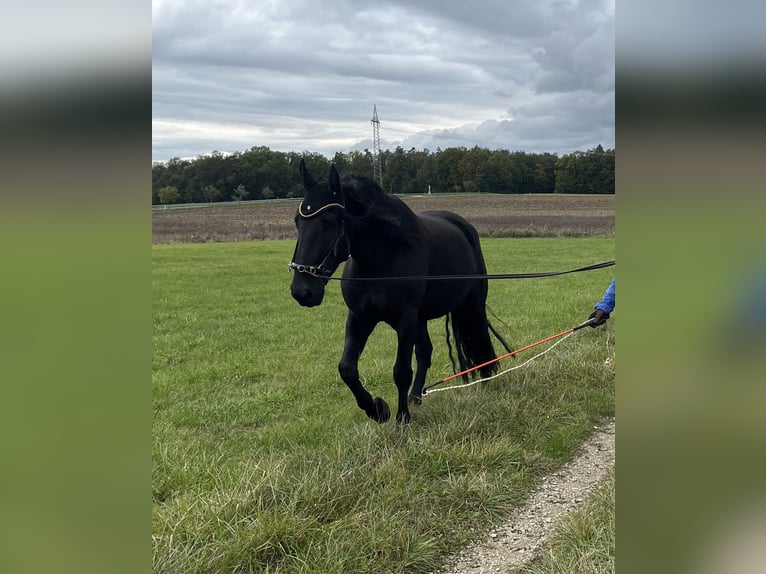 Murgese Castrone 5 Anni 162 cm Morello in Memmelsdorf