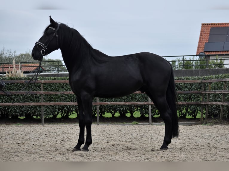 Murgese Castrone 5 Anni 162 cm Morello in Montfoort