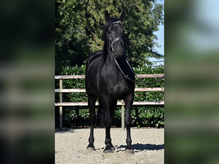 Murgese Castrone 5 Anni 162 cm Morello in Montfoort