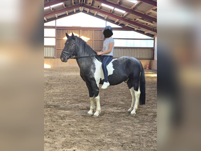 Murgese Mix Castrone 6 Anni 152 cm Pezzato in Waake