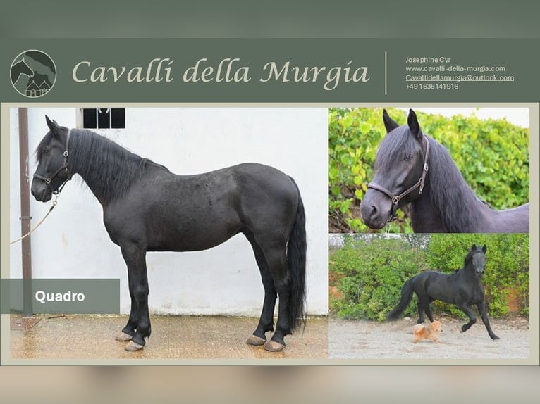 Murgese Castrone 6 Anni 164 cm Morello in Martina Franca