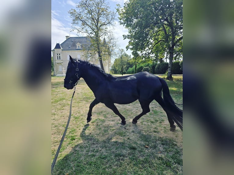 Murgese Castrone 7 Anni 157 cm Morello in Le Fieu