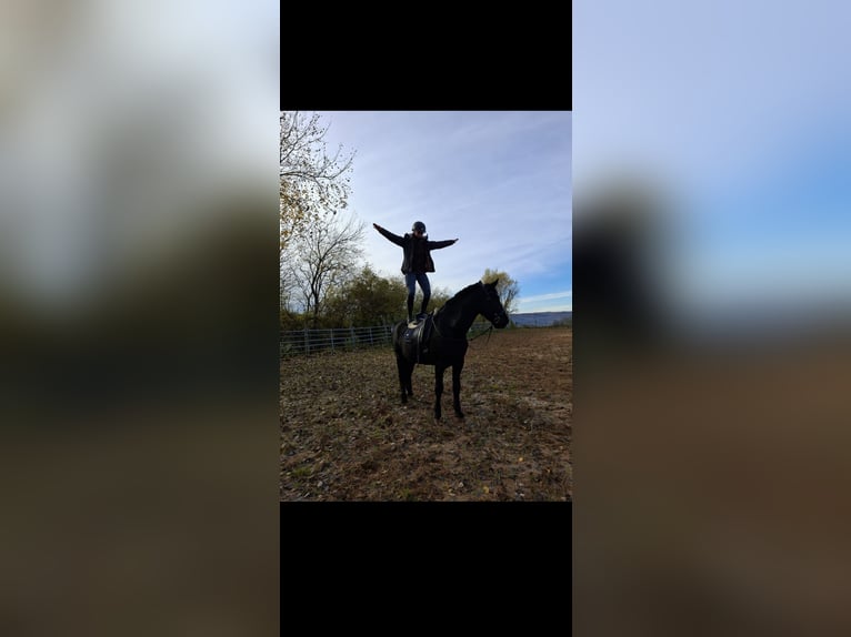 Murgese Castrone 7 Anni 160 cm Morello in Kleinwallstadt