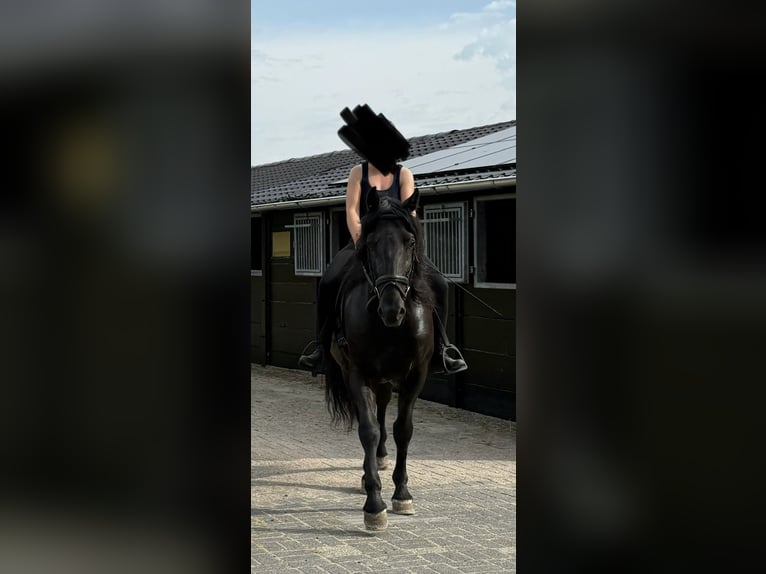 Murgese Castrone 7 Anni 163 cm Morello in Twisk