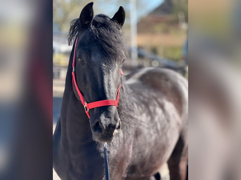 Murgese Castrone 7 Anni 163 cm Morello in Twisk