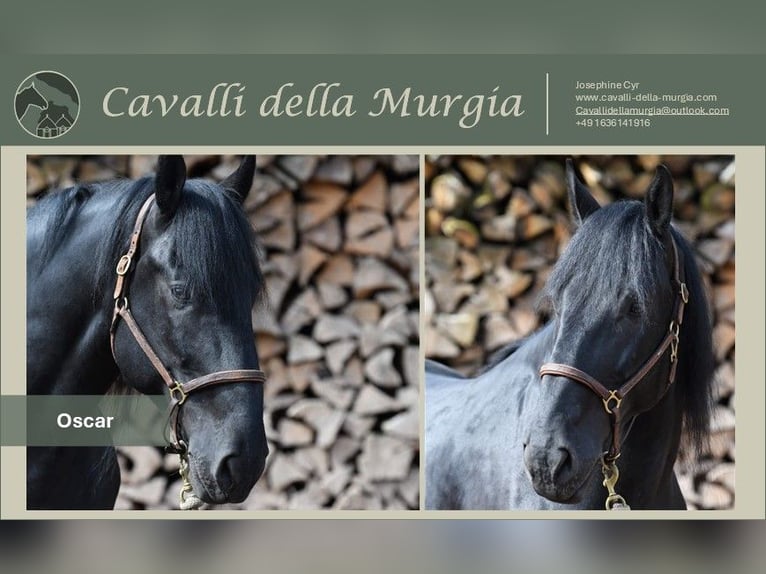 Murgese Castrone 8 Anni 167 cm Morello in Martina Franca