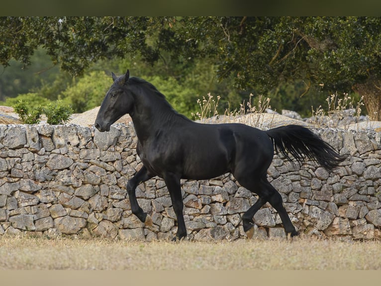 Murgese Étalon 2 Ans 147 cm Noir in Noci