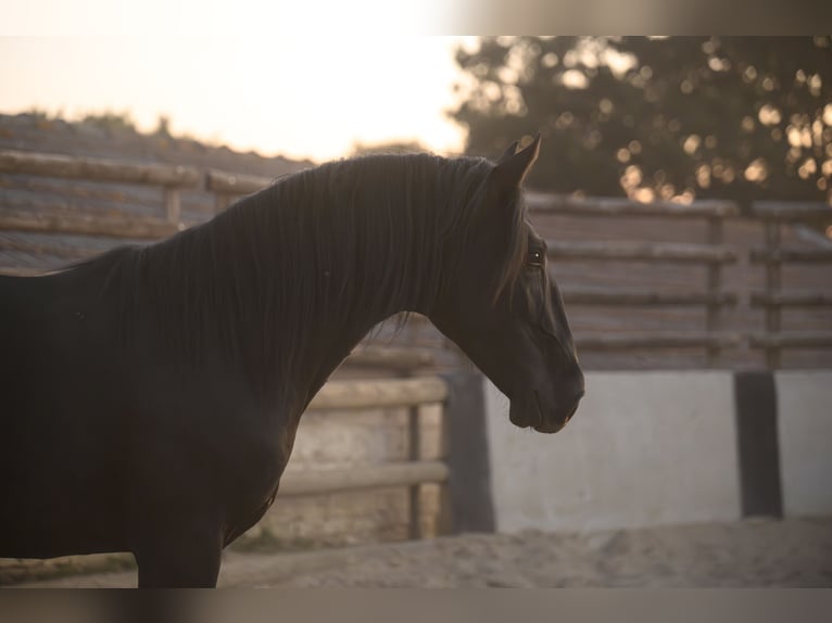 Murgese Étalon 2 Ans 147 cm Noir in Noci