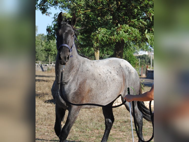 Murgese Étalon 2 Ans 154 cm Rouan Bleu in Murgia