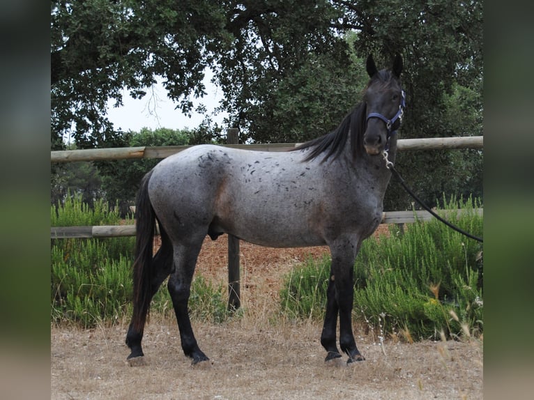 Murgese Étalon 2 Ans 154 cm Rouan Bleu in Murgia