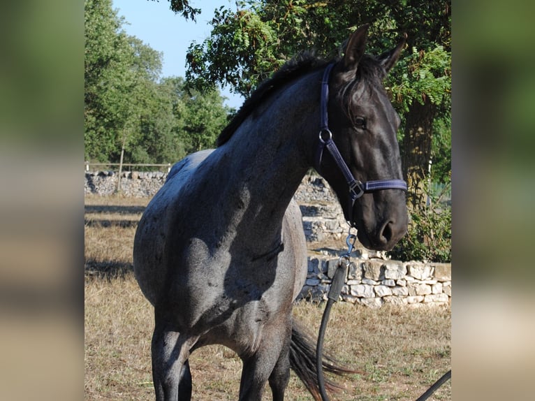 Murgese Étalon 2 Ans 154 cm Rouan Bleu in Murgia