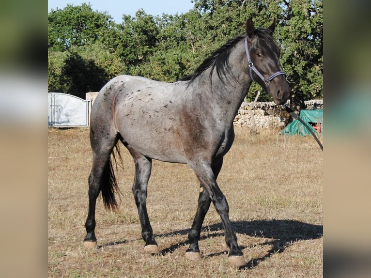 Murgese Étalon 2 Ans 154 cm Rouan Bleu in Murgia