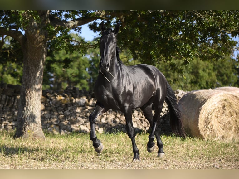 Murgese Étalon 2 Ans 158 cm Noir in Noci