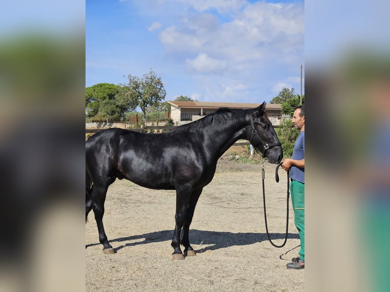 Murgese Étalon 2 Ans 159 cm Noir in Gioia del Colle