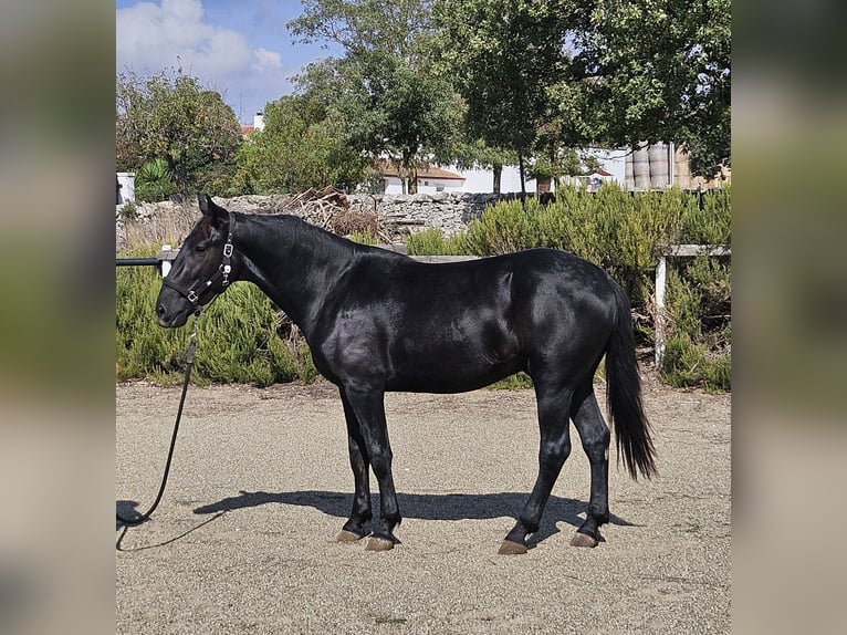 Murgese Étalon 2 Ans 159 cm Noir in Gioia del Colle