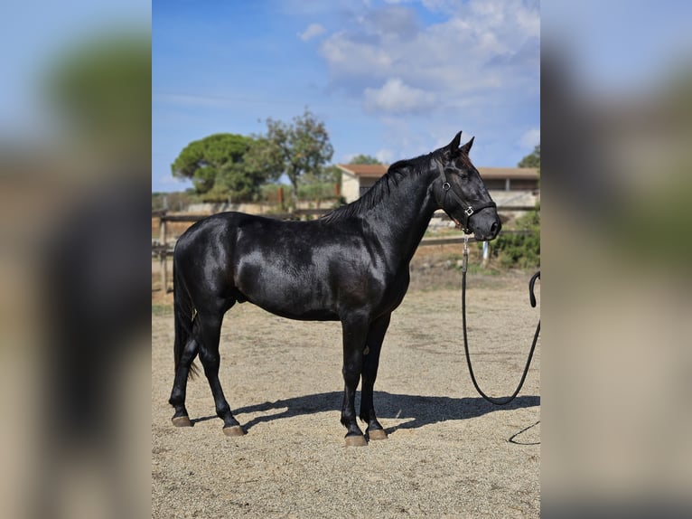 Murgese Étalon 2 Ans 159 cm Noir in Gioia del Colle