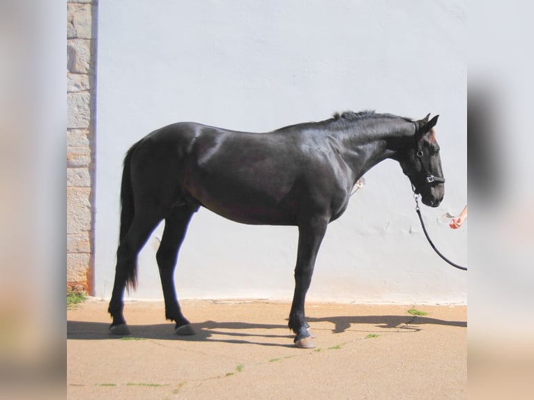 Murgese Étalon 2 Ans 159 cm Noir in Gioia del Colle