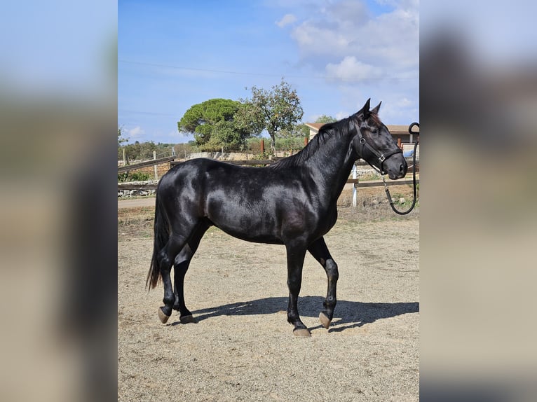 Murgese Étalon 2 Ans 159 cm Noir in Gioia del Colle