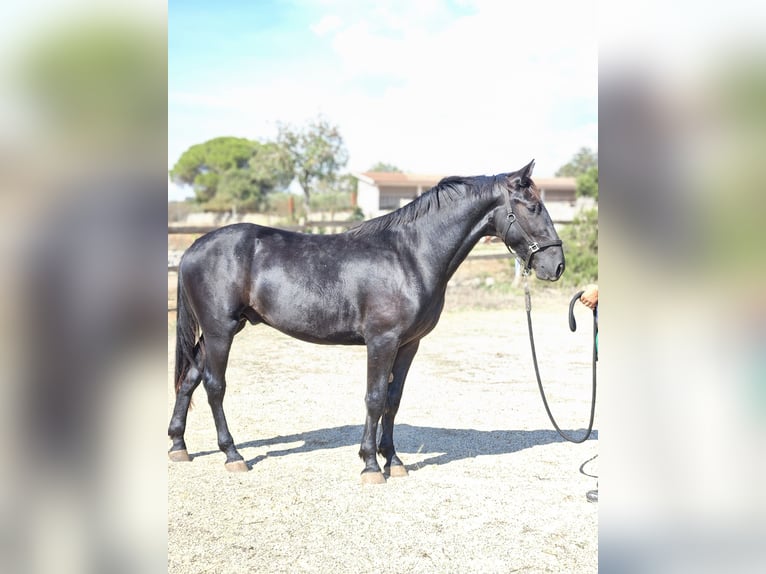 Murgese Étalon 2 Ans 159 cm Noir in Gioia del Colle