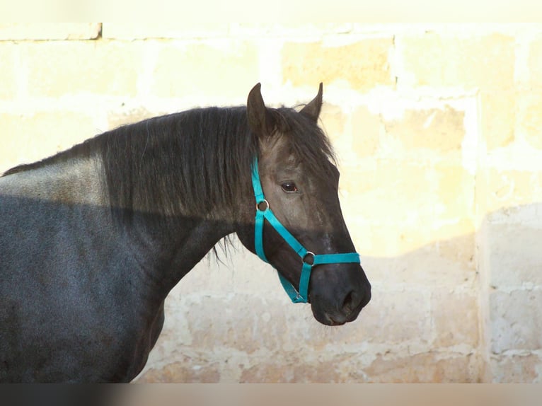 Murgese Étalon 2 Ans 160 cm  in Avetrana