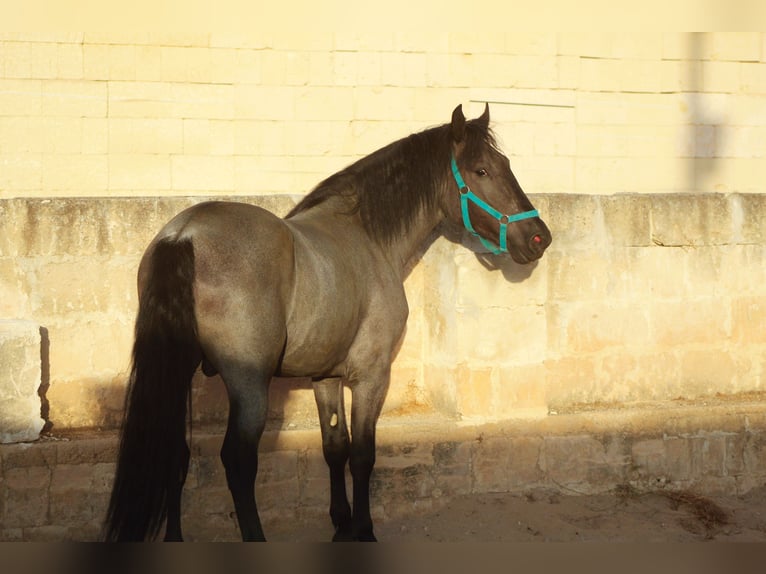 Murgese Étalon 2 Ans 160 cm  in Avetrana