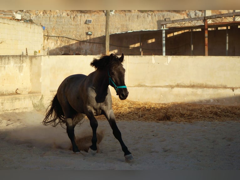 Murgese Étalon 2 Ans 160 cm  in Avetrana