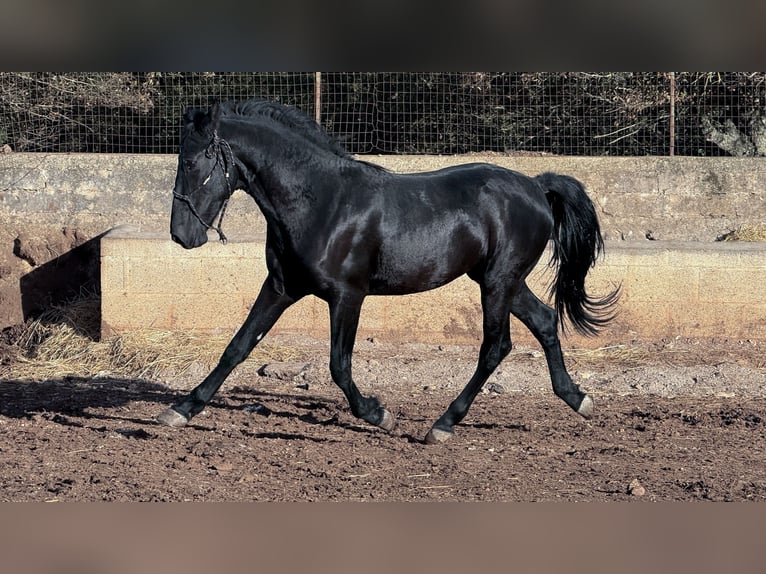 Murgese Étalon 2 Ans 160 cm Noir in Martina Franca