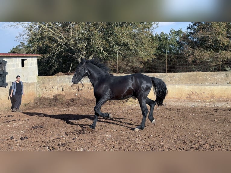 Murgese Étalon 2 Ans 160 cm Noir in Martina Franca