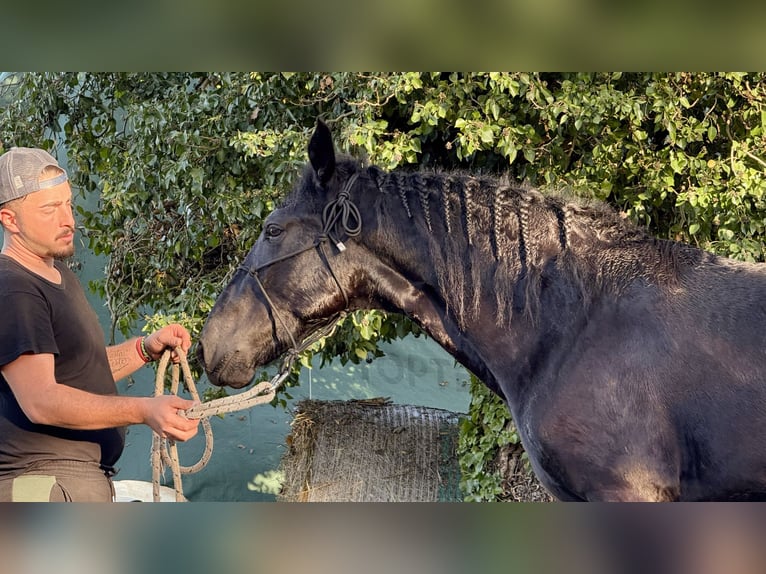 Murgese Étalon 2 Ans 160 cm Noir in Martina Franca